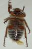 Amphimallon solstitiale